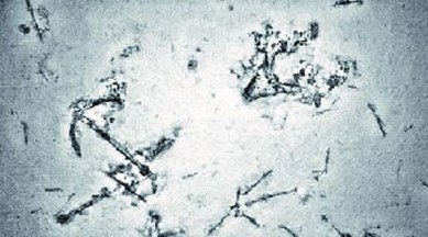 MH370 debris, mh370, malaysian airlines, malaysia, mh370 hunt, missing mh370, debris, world news, latest news