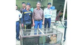 monkey menace, mumbai monkey menace, Thane forest , Thane forest department, aggressive monkey, monkey catchers, Mumbai news, city news, local news, maharashtra news, Indian Express