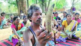 ox killed, ox sacrifice, animal sacrifice, tribal animal sacrifice, anti cow slaughter law, cow slaughter law, khunti news, india news