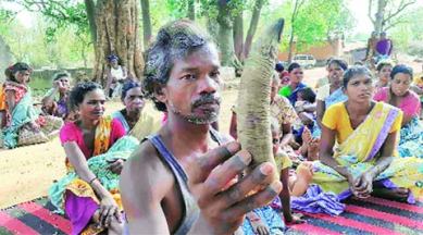 ox killed, ox sacrifice, animal sacrifice, tribal animal sacrifice, anti cow slaughter law, cow slaughter law, khunti news, india news