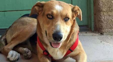 nagaland, dog, nagaland dog meat, dog meat, naga dog meat, nagaland government, Urban Local Bodies, ULBs, india news