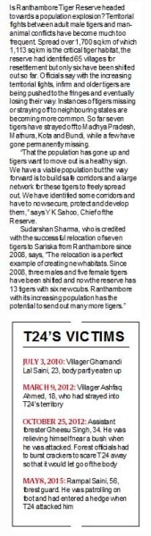 T24, ranthambore, ranthambore tiger, t24 moved, t24 relocated, t24 kills human, man killer tiger, ranthambore tiger kills man, ranthambore tigers, rajasthan news, india news