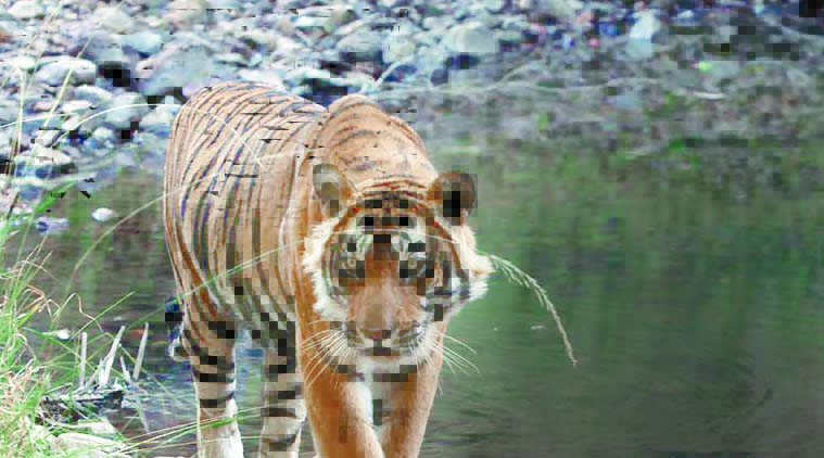 T24, ranthambore, ranthambore tiger, t24 moved, t24 relocated, t24 kills human, man killer tiger, ranthambore tiger kills man, ranthambore tigers, rajasthan news, india news