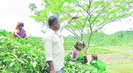 Tea estates, West Bengal tea estates, control over tea estates, Duncan industries, Dhumchipara tea garden, indian express news