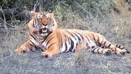 tiger, pench, pench tiger reserve, nh7, ngt, ntca, nhai, nh7 highway, india news
