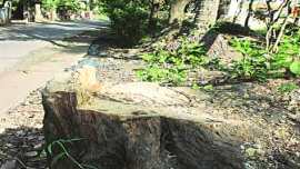 devendra fadnavis, msme, rrz, river regulation zone, maharastra trees, maharashtra tree cover, mumbai trees, mumbai tree cover, tree, maharashtra river regulation zone, maharashtra industrial development corporation, mumbai news, india news