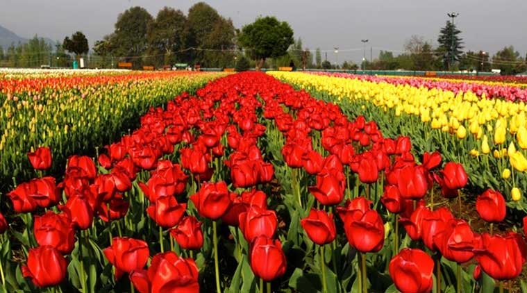 Watch Video Kashmir S Scenic Tulip Garden Draws Surge Of Tourists Lifestyle News The Indian Express