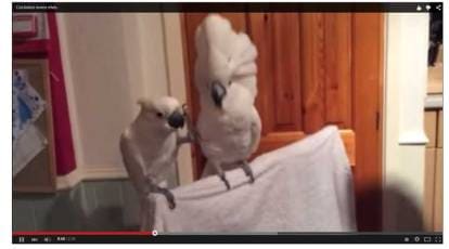 The same video of a parakeet dancing with different songs