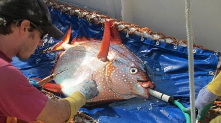 warm-blooded, moonfish, warm blooded fish, warm blooded opah, fully warm blooded fish, trending  stories, science news, world news