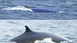 Blue whale, Blue whale Maharashtra, Sindhudurg coast, Blue whale Sindhudurg coast, Sindhudurg coast Maharasthra coast, dolphins Mumbai, United Nations Development Programme, UNDP, Blue whale in India, Indian express, express news