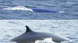 Blue whale, Blue whale Maharashtra, Sindhudurg coast, Blue whale Sindhudurg coast, Sindhudurg coast Maharasthra coast, dolphins Mumbai, United Nations Development Programme, UNDP, Blue whale in India, Indian express, express news