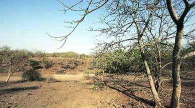 wildlife sanctuary, thane sanctuary, wildlife board, mumbai news, city news, local news, maharashtra news, Indian Express