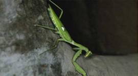 wildlife-thumb no alt set