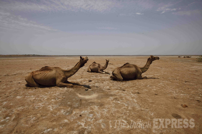 Hamirsar Lake, Narayann Sarovar, Great Rann of Kutch, Kutch District, Bhuj, Gujarat, Manaba Village, Rapar Taluka, Lakhpat Taluka, Hamirsar lake Dried, Arabian Sea, Bhekhda village, Kutch Lake Dried