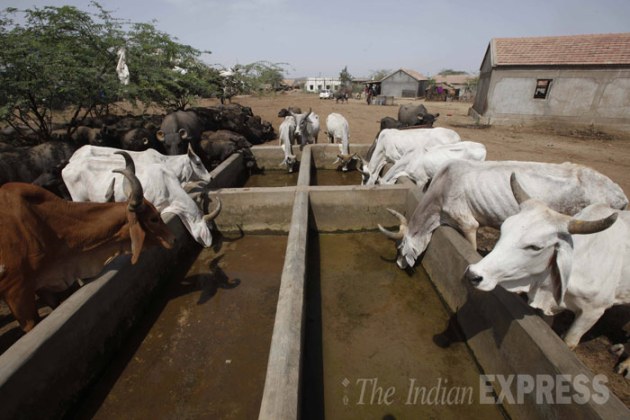 Hamirsar Lake, Narayann Sarovar, Great Rann of Kutch, Kutch District, Bhuj, Gujarat, Manaba Village, Rapar Taluka, Lakhpat Taluka, Hamirsar lake Dried, Arabian Sea, Bhekhda village, Kutch Lake Dried
