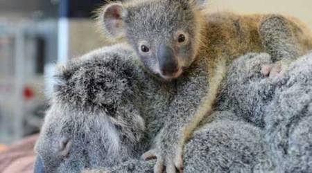 phantom koala, koalas, joey, accident, zoo, motherhood, hospital, cute animal picture, animal pictures, koala pictures, baby koala, australia zoo, Crocodile Hunter, Steve Irwin