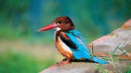 bird-thumb no alt set