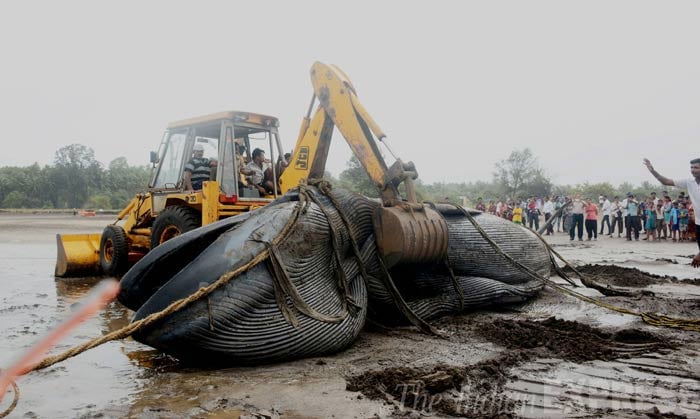 Blue Whale washed ashore, dies on Mumbai beach | Picture Gallery Others ...