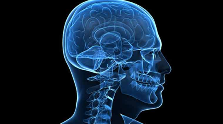 brain-main