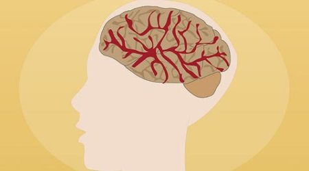 brains, human mentality, physical structure of brain, mental brain, rational brain, types of empathy, different physical structures of brains, human tendencies, human thinking process, Psychological Sciences, grey matter density in brain, grey matter of brain, health news, research news, latest news, science news