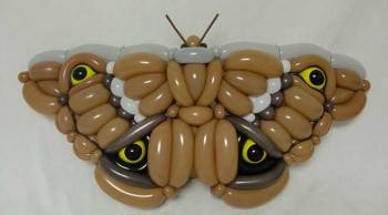 Believe it or not: These animals are made of balloons | Lifestyle Gallery News,The Indian Express Believe it or not: These animals are made of balloons | Lifestyle Gallery News,The Indian Express