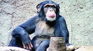 Paper Clip: Even closer to humans- Chimps love a drink