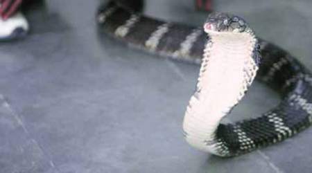 Cobra venom, Cobra venom smuggling, Cobra venom trade, Cobra venom west bengal, Cobra venom siliguri, siliguri, west benagl news