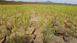 drought, mumbai drought, marathwada, famrers, mumbai farmers, mumbai news, city news, local news, maharshtra news, Indian Express
