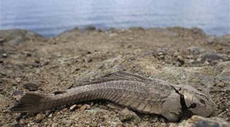 Caribbean islands, Caribbean, Caribbean droughts, Puerto Rico droughts, Latin America drought, Central America drought, America droughts, San Juan news, Puerto Rico news, Caribbean news, US news, America news, World news, International news, Indian Express