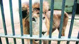 amreli flood, flood, blue bulls, Asiatic lions, ahmedabad news, city news, local news, Gujarat news, Indian Express