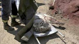 Tbilisi, Georgia Flooding, Georgia Zoo Animals, tbilisi animals, heavy rains in Georgia, animal attacks, zoo workers, animals on Loose, heavy rains, Georgia, Flooded Zoo in Tbilisi, Floods in Tbilisi, Floods in Georgia