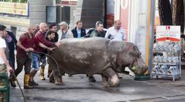 Tbilisi, Tbilisi zoo, georgia flood, flood in georgia, animals on road, Tbilisi flood, georgia flood, latest news, world news