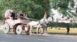 victorias, victoria ban, horse carriage ban, mumbai horse carriage ban, kolkata horse carriage, victoria memorial horse carriage, horse drawn carriage, kolkata, peta, kolkata news, india news