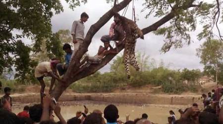 leopard killing, leopard lynching, leopard killed by villagers, West bengal leopard lynched, leopard killed and hanged, leopard killngs, leopard brutally killed, west bengal news, purulia leopard killngs, west bengal news, purulia news, india news, latest news
