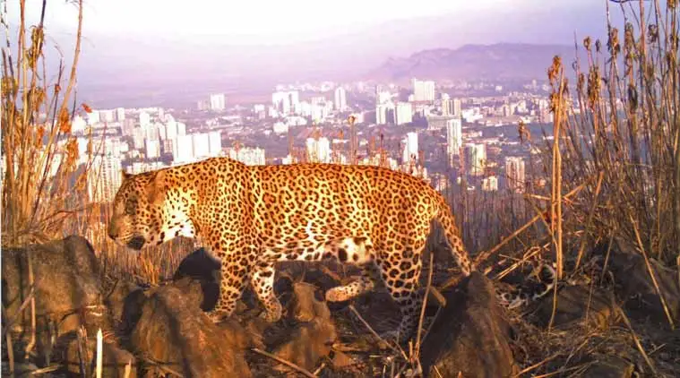 Mumbai leopards, leopards in Mumbai, leopard survey Mumbai, Mumbai survey leopard, Sanjay Gandhi National Park