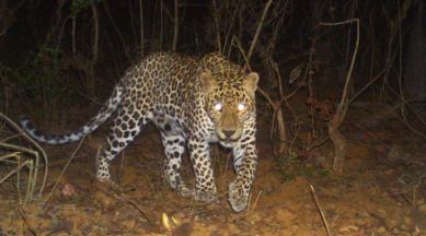 Sanjay Gandhi National Park