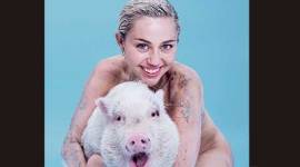 Miley Cyrus, pop singer Miley Cyrus, Miley Cyrus news, Miley Cyrus nude, Miley Cyrus poses nude, Miley Cyrus nude pics, Miley Cyrus nude photo, Miley Cyrus with pic, Miley Cyrus magazine cover, Miley Cyrus nude photoshoot, Miley Cyrus singer, singer Miley Cyrus, Miley Cyrus news, entertainment news