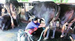 In India, to be veg is to drink a lot of milk