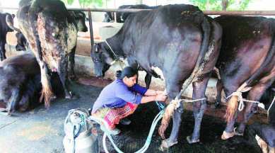 In India, to be veg is to drink a lot of milk | Explained News,The Indian  Express
