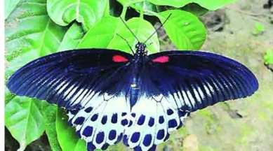 Blue Mormon, bird, state butterfly, Maharashtra State Wildlife Board, mumbai news, city news, local news, maharashtra news, Indian Express