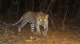 Mumbai leopards, leopards in Mumbai, leopard survey Mumbai, Mumbai survey leopard, Sanjay Gandhi National Park, Mumbai western Suburbs, Leopards roam Mumbai, Leopards roam Mumbai’s western suburbs, Leopards Mumbai, Mumbai Leopard Survey