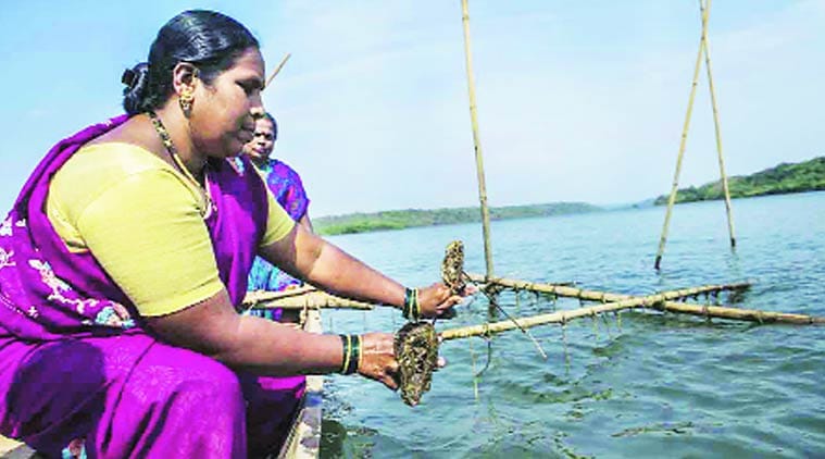 oysters, oyster farmer, women investment, rich dividend, Sindhudurg, UNDP, CMFRI, mumbai news, city news, local news, maharashtra news, Indian Express