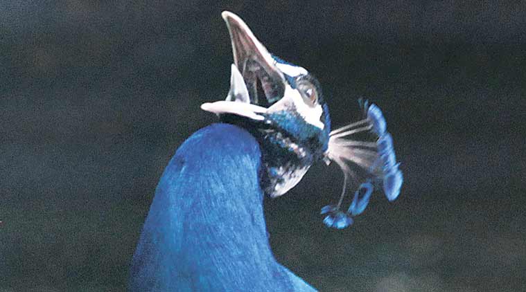 peacock, peacock population, mumbai peacock, maharashtra peacock, maharasthra peacock population, mumbai news, india news