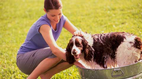 Tips for keeping your home clean when you have pets | Lifestyle News,The  Indian Express