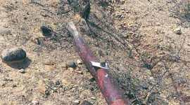 red sanders killing, red sanders news, red sander, red sander wood, red sander smuggling, ap news, ap red sanders, andhra news, latest news