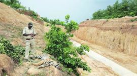 male tiger, male tiger dead, dry canal, TATR, FDCM, Honorary Wildlife Warden , mumbai news, city news, local news, maharashtra news, Indian Express