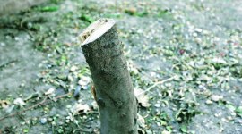 Shiv Sena, cutting trees, builder, maharashtra builder, mumbai news