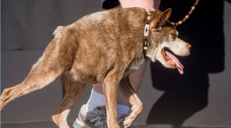 world's ugliest dog, world's ugliest dogs, ugliest dogs, ugly dogs, dog championships, dog competetions, world's ugliest dog competition, worlds ugliest dog, worlds ugliest dogs, world news, indian express