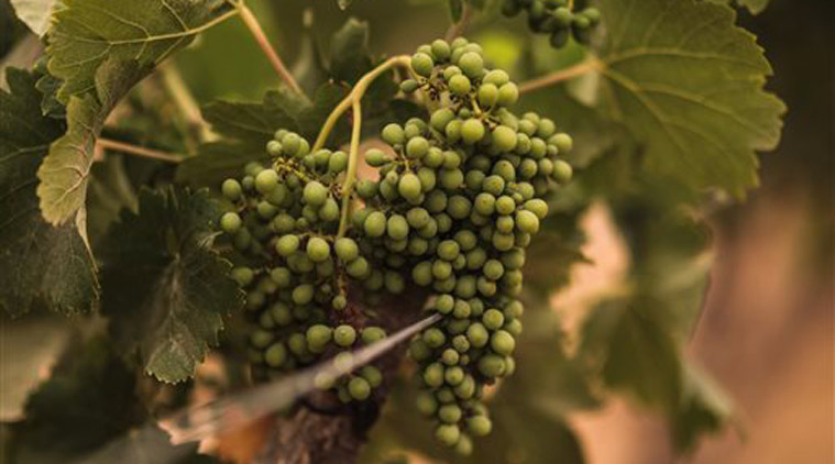 In this Wednesday, May 27, 2015 photo, grapes are grown at the Gianaclis winery, one of Egypt's main wineries, in the Nile Delta, north of Cairo, Egypt. (AP Photo/Mosa'ab Elshamy)