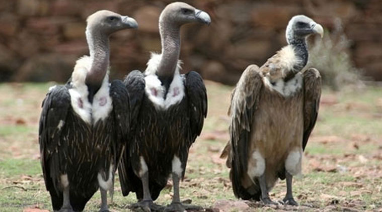 Vultures, White rumped vultures, White rumped vultures comeback, Kangra Vultures, Kangra vultures decline, Vulture decline, Himachal Pradesh vultures, India news, nation news